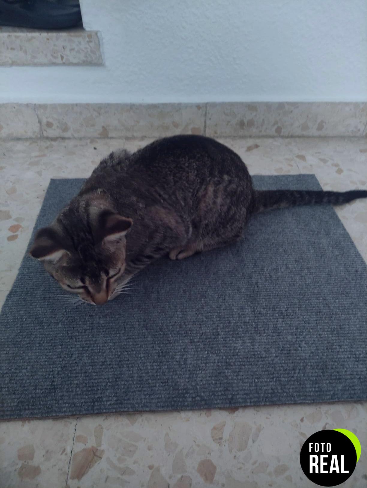 alfombra-rascador-gatos-gris-autoadhesiva-foto-1