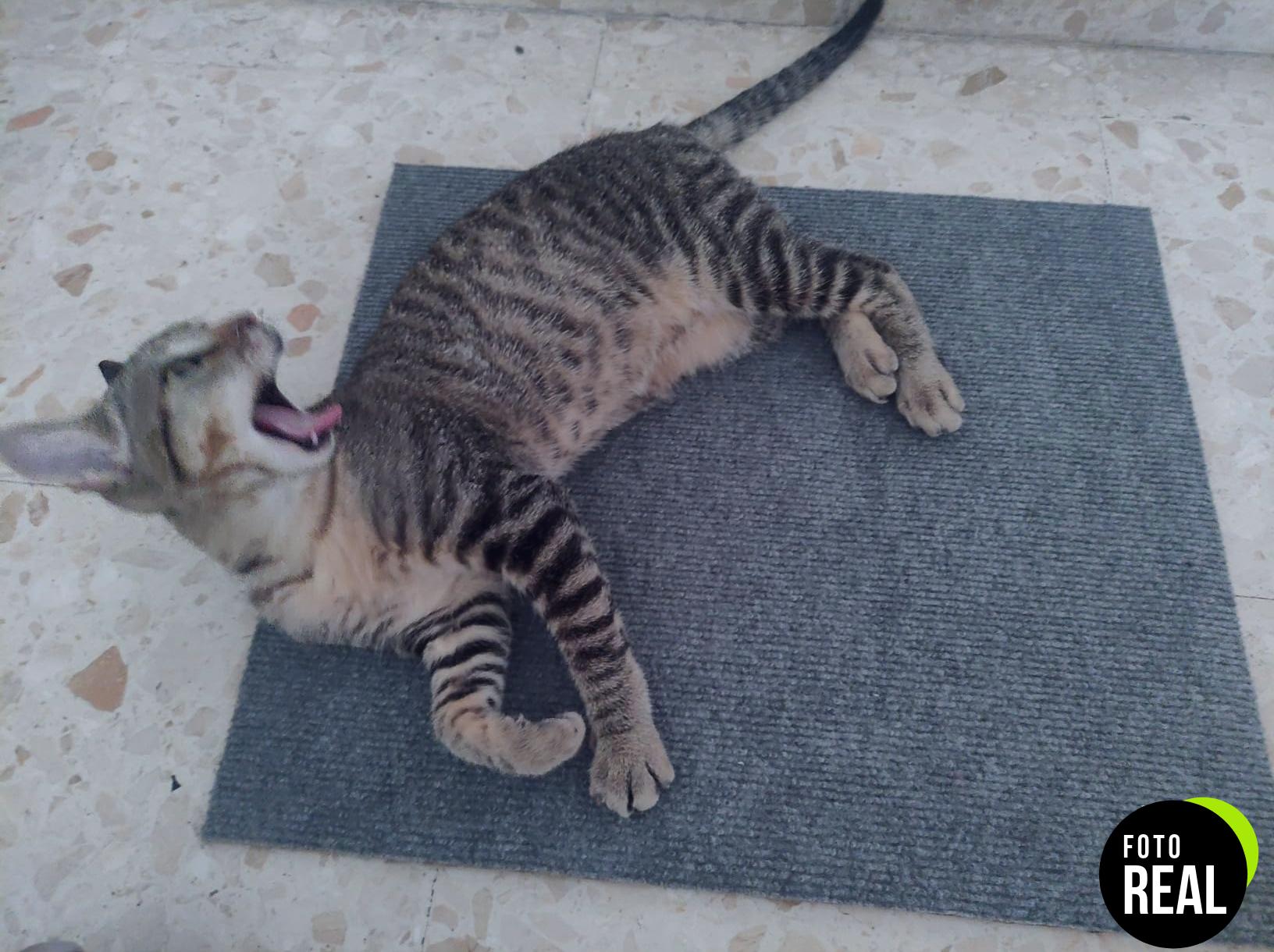 alfombra-rascador-gatos-gris-autoadhesiva-foto-2
