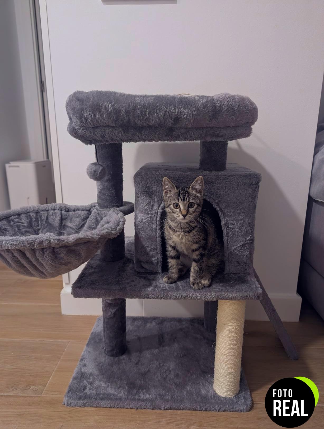 amazon-basics-torre-gatos-beige-1-foto-2