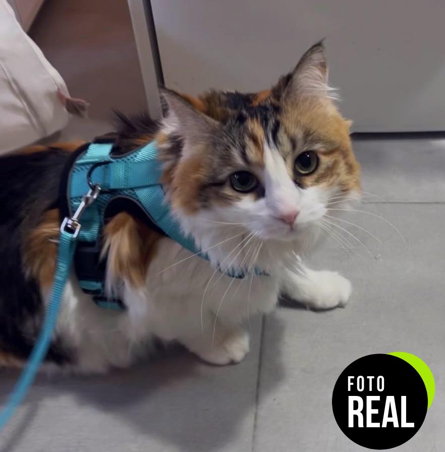 arnes-gato-antiescape-verde-xs-foto-1