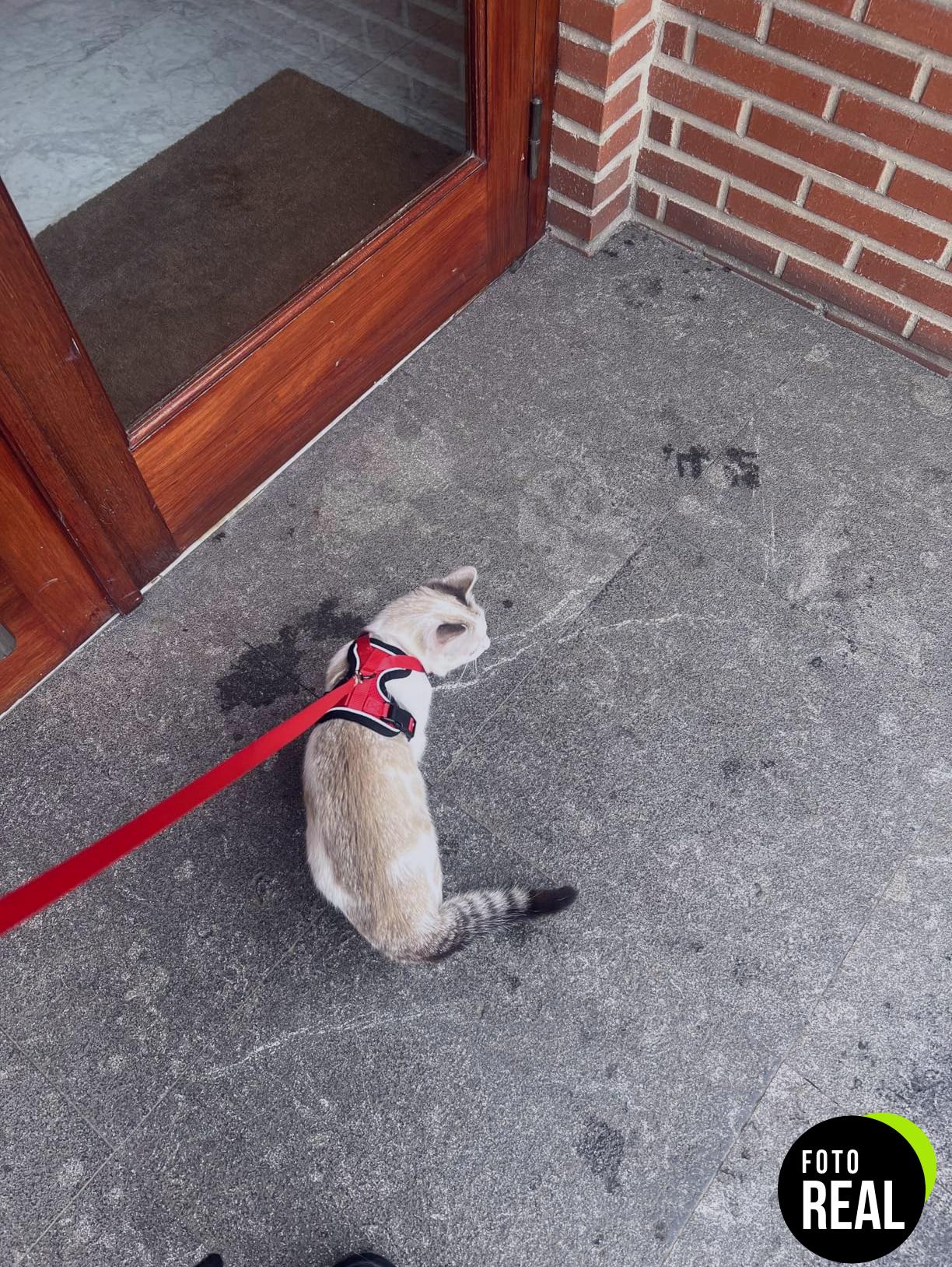 arnes-gato-antiescape-verde-xs-foto-2