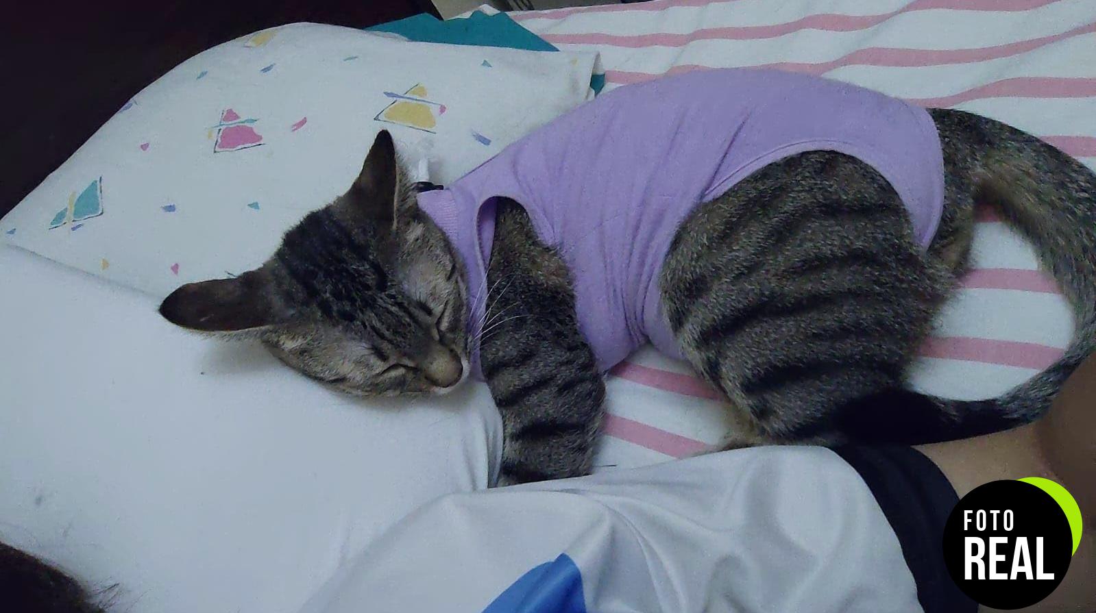 avont-mono-gato-recuperacion-s-purpura-foto-1