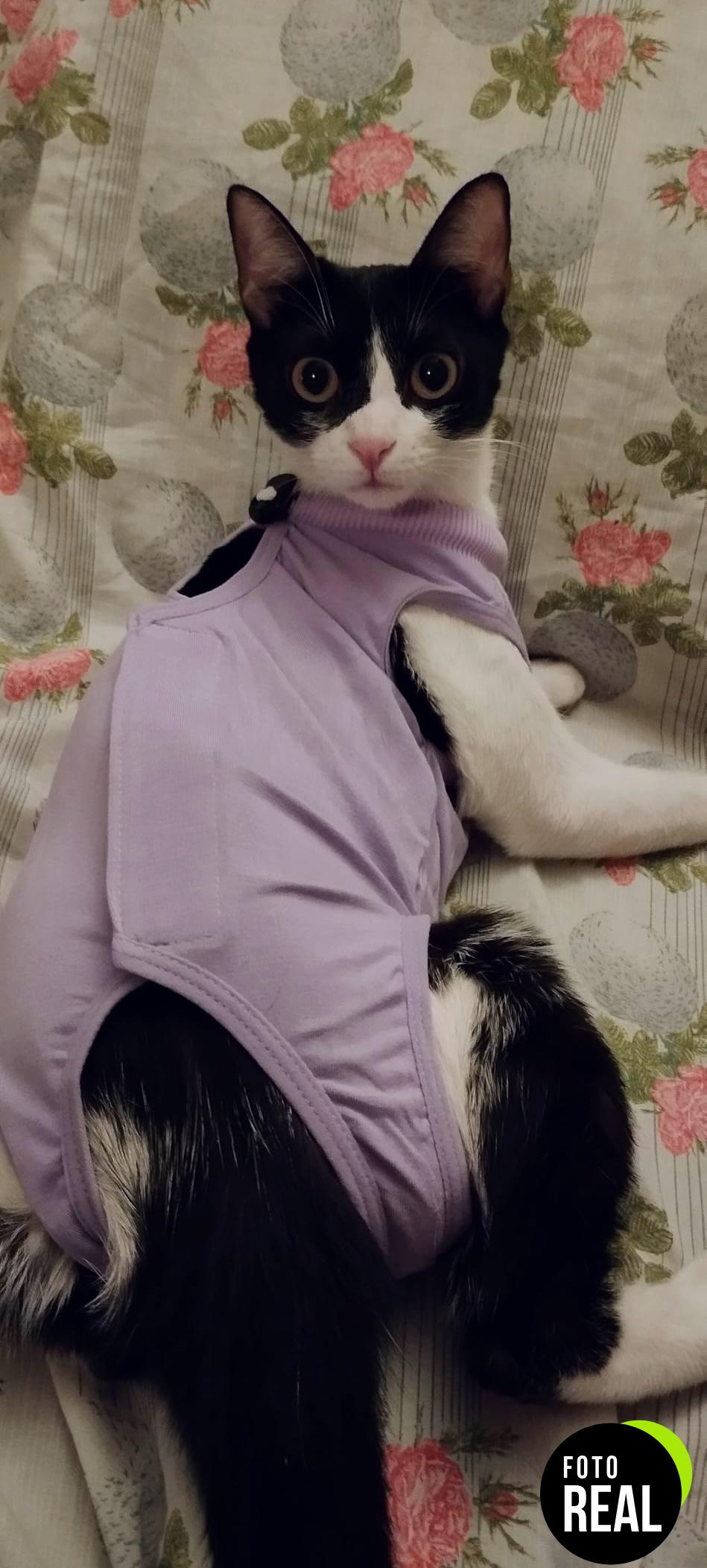 avont-mono-gato-recuperacion-s-purpura-foto-2