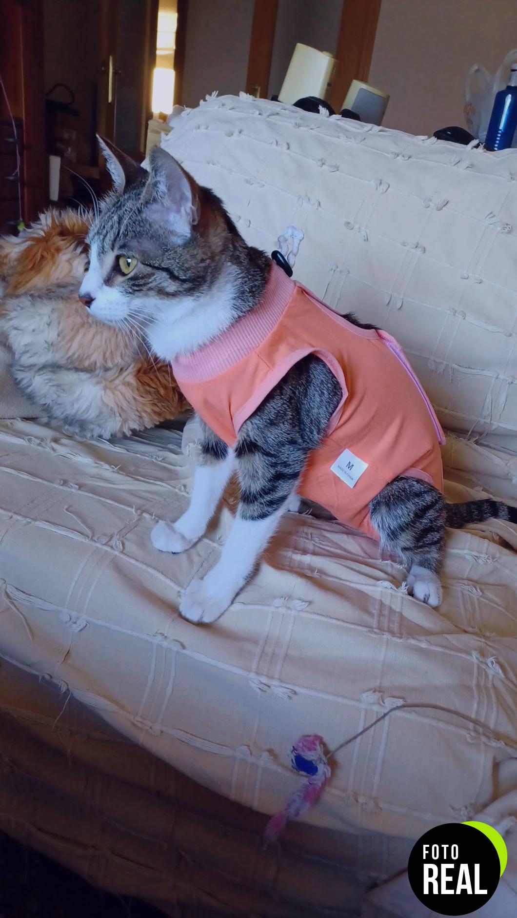 avont-traje-gata-recuperacion-gris-m-foto-1