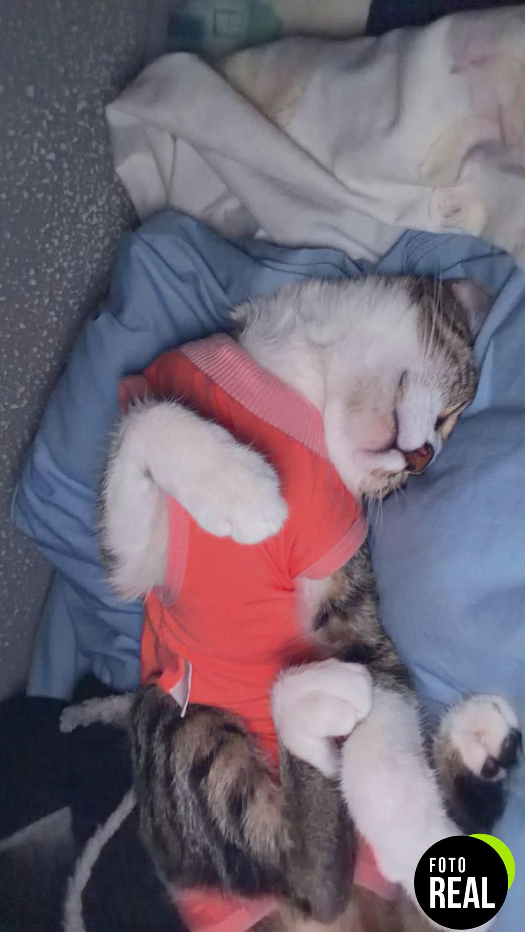 avont-traje-gata-recuperacion-gris-m-foto-2
