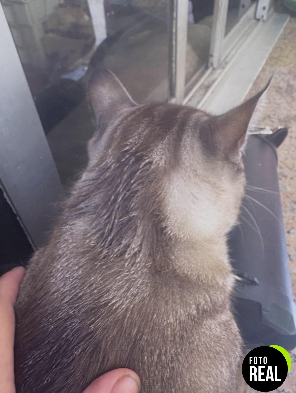 beaphar-pipetas-gatos-3-meses-repelentes-naturales-foto-1