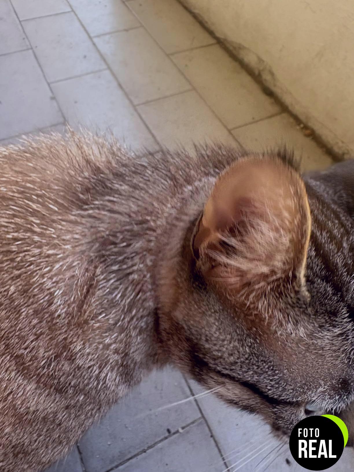 beaphar-pipetas-gatos-3-meses-repelentes-naturales-foto-3