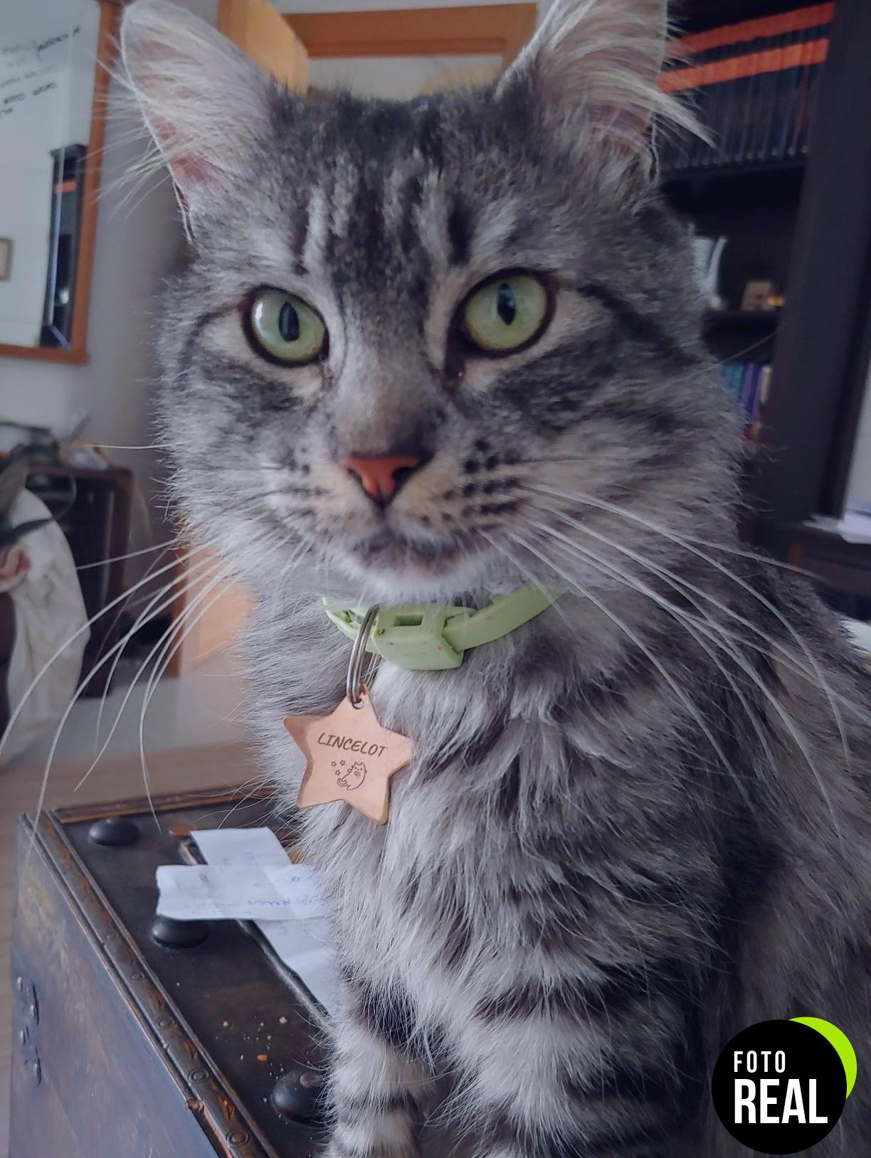 collar-antiparasitos-gatos-menforsan-natural-30cm-foto-1