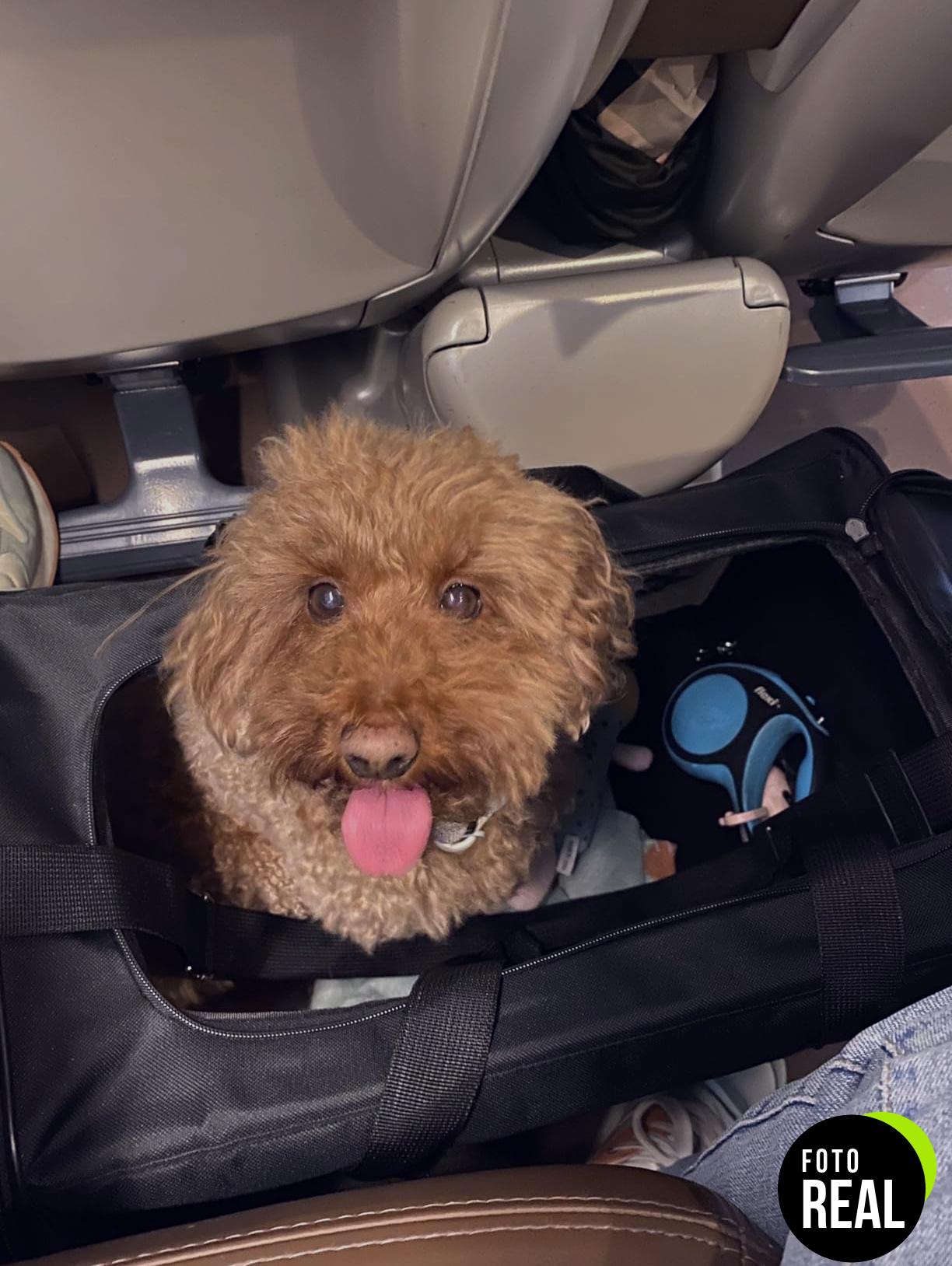 conlun-transportin-perro-gato-negro-l-foto-1