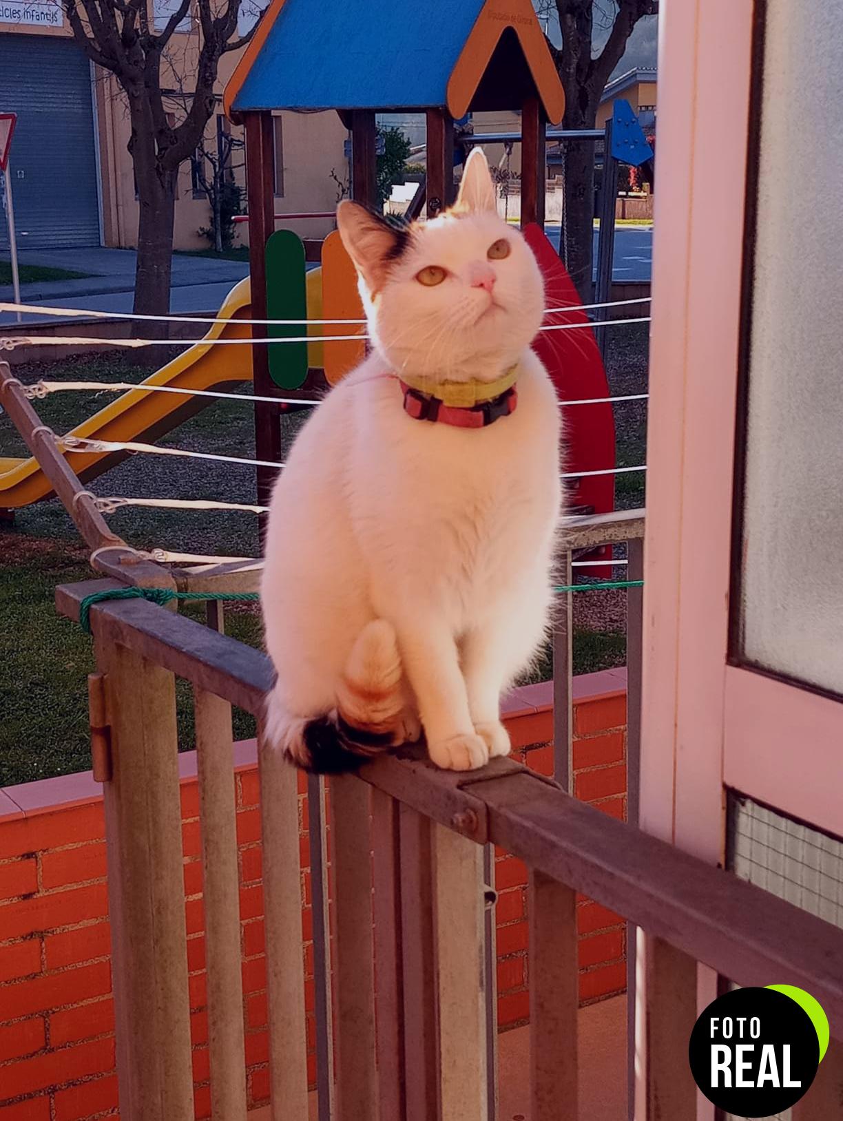 dixie-pipetas-repelentes-gatos-4-meses-foto-1