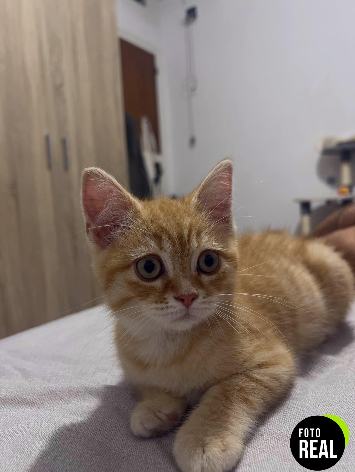 dixie-pipetas-repelentes-gatos-4-meses-foto-3