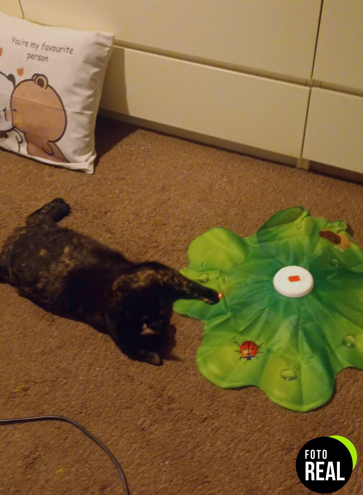 feelneedy-juguete-gato-interactivo-1-foto-3