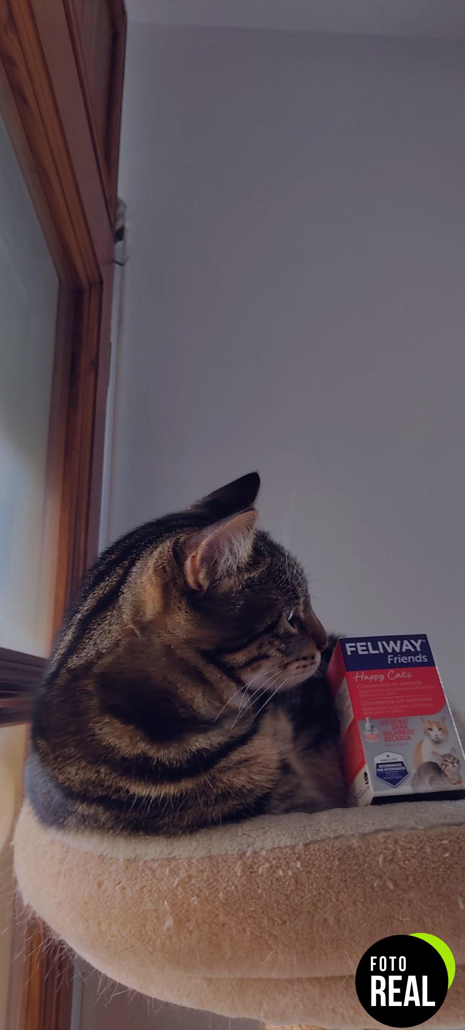 feliway-amigos-3-recambios-foto-3