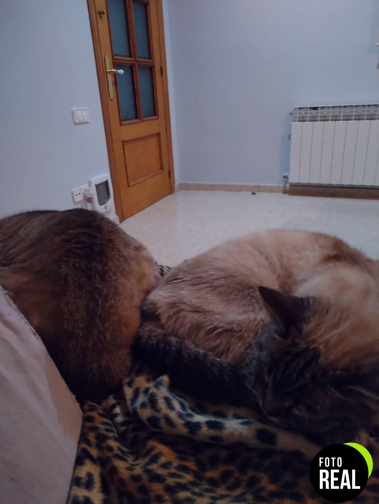 feliway-difusor-feromonas-gatos-30dias-foto-1