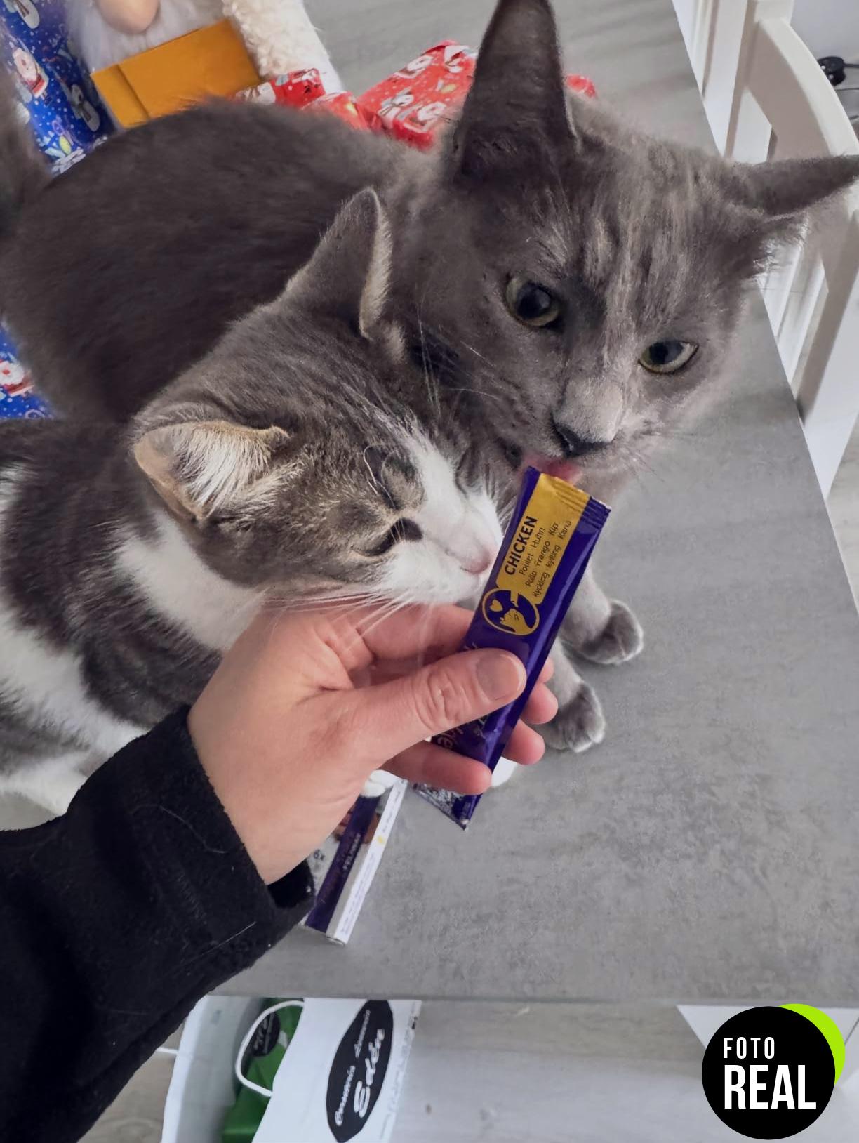 feliway-snack-calma-gatos-6-sobres-foto-3