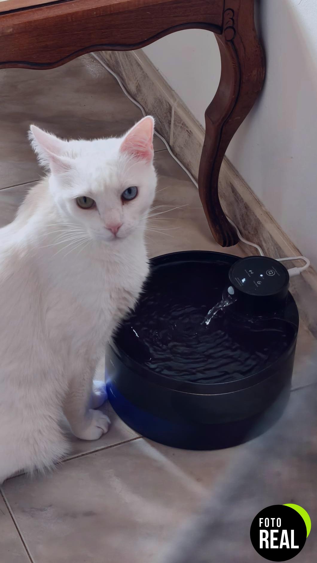 fuente-gatos-automatico-recargable-3-2l-foto-3