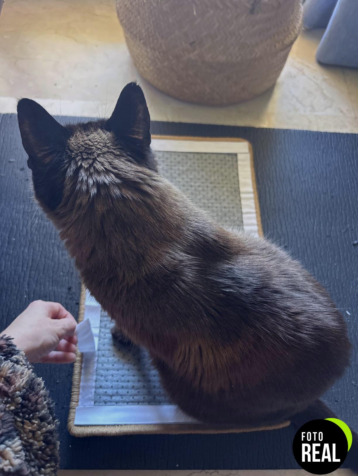 fukumaru-rascador-gato-sisal-crema-50x30-foto-1