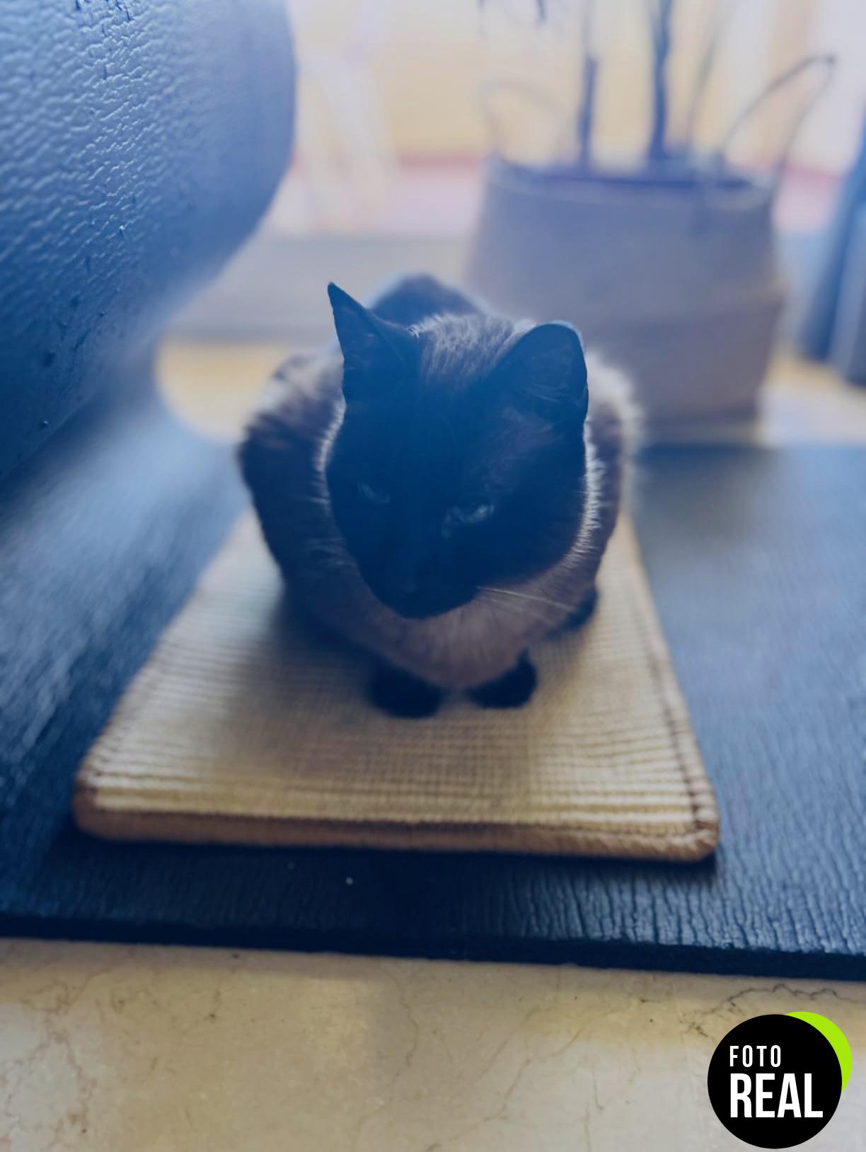 fukumaru-rascador-gato-sisal-crema-50x30-foto-2
