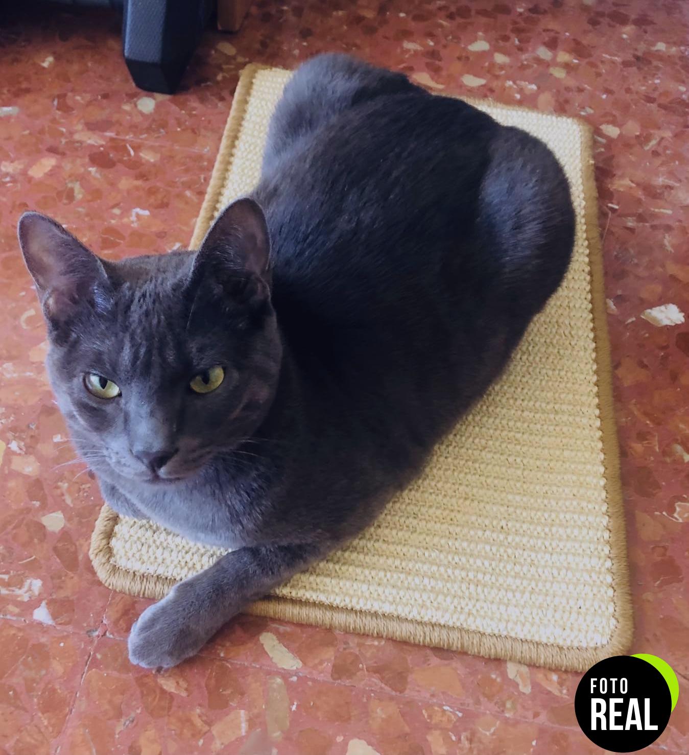 fukumaru-rascador-gato-sisal-crema-50x30-foto-3
