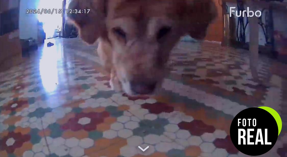 furbo-camara-perros-360-premium-foto-1