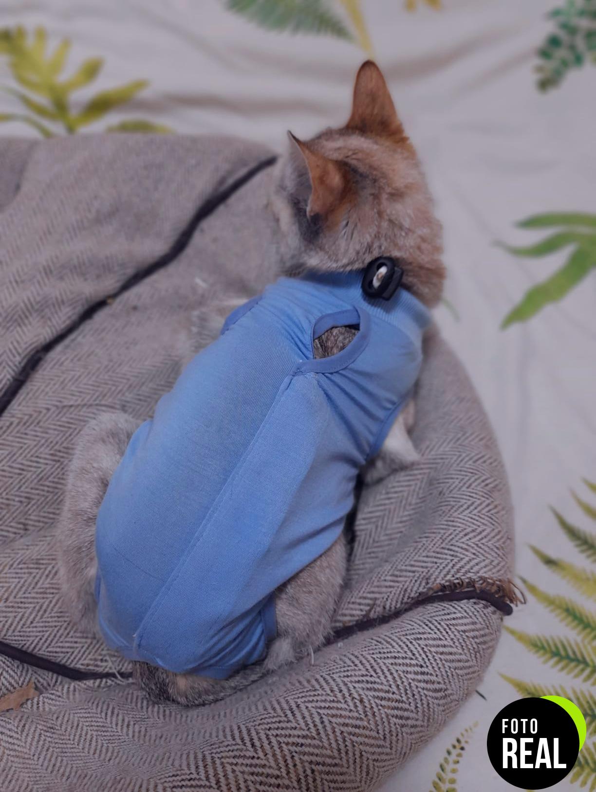 molain-traje-recuperacion-gato-m-azul-foto-1