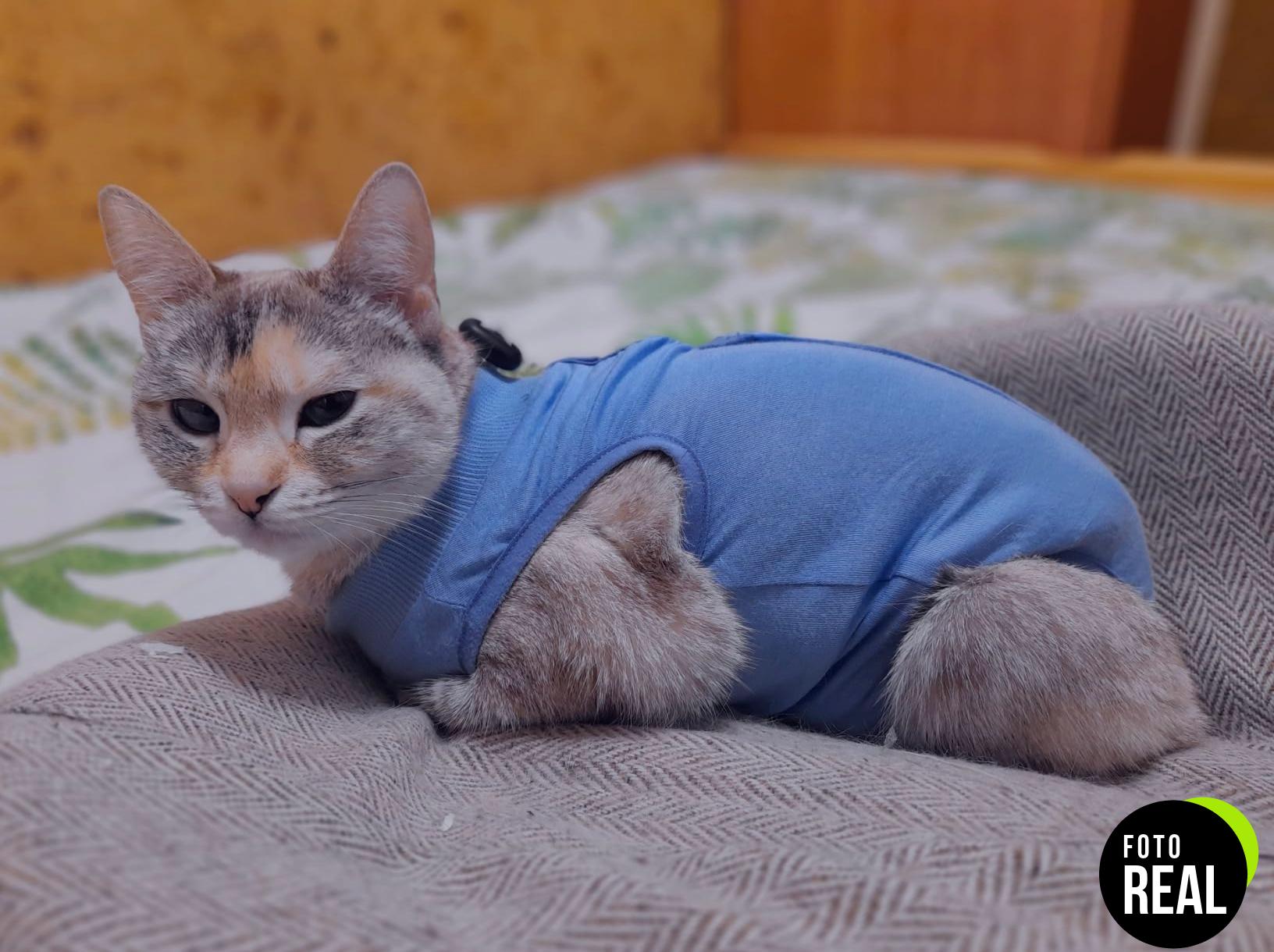 molain-traje-recuperacion-gato-m-azul-foto-2