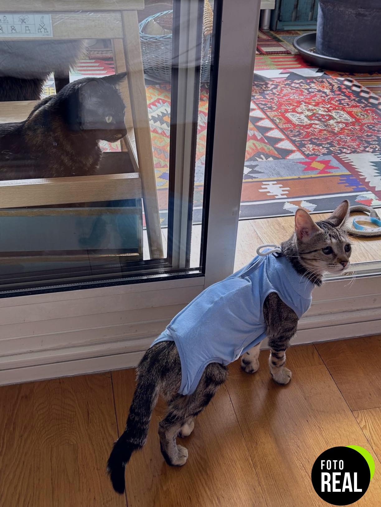 molain-traje-recuperacion-gato-m-azul-foto-3