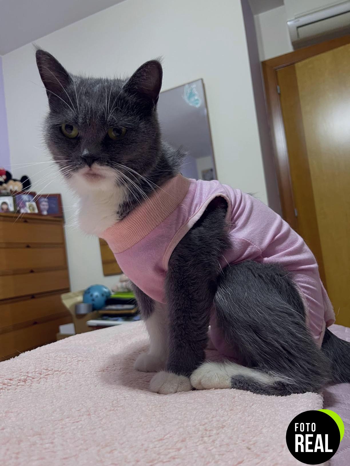 nuevo-traje-gato-recuperacion-newaner-rosa-l-foto-1