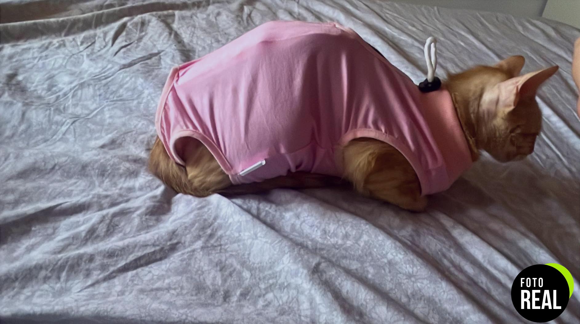 nuevo-traje-gato-recuperacion-newaner-rosa-l-foto-2
