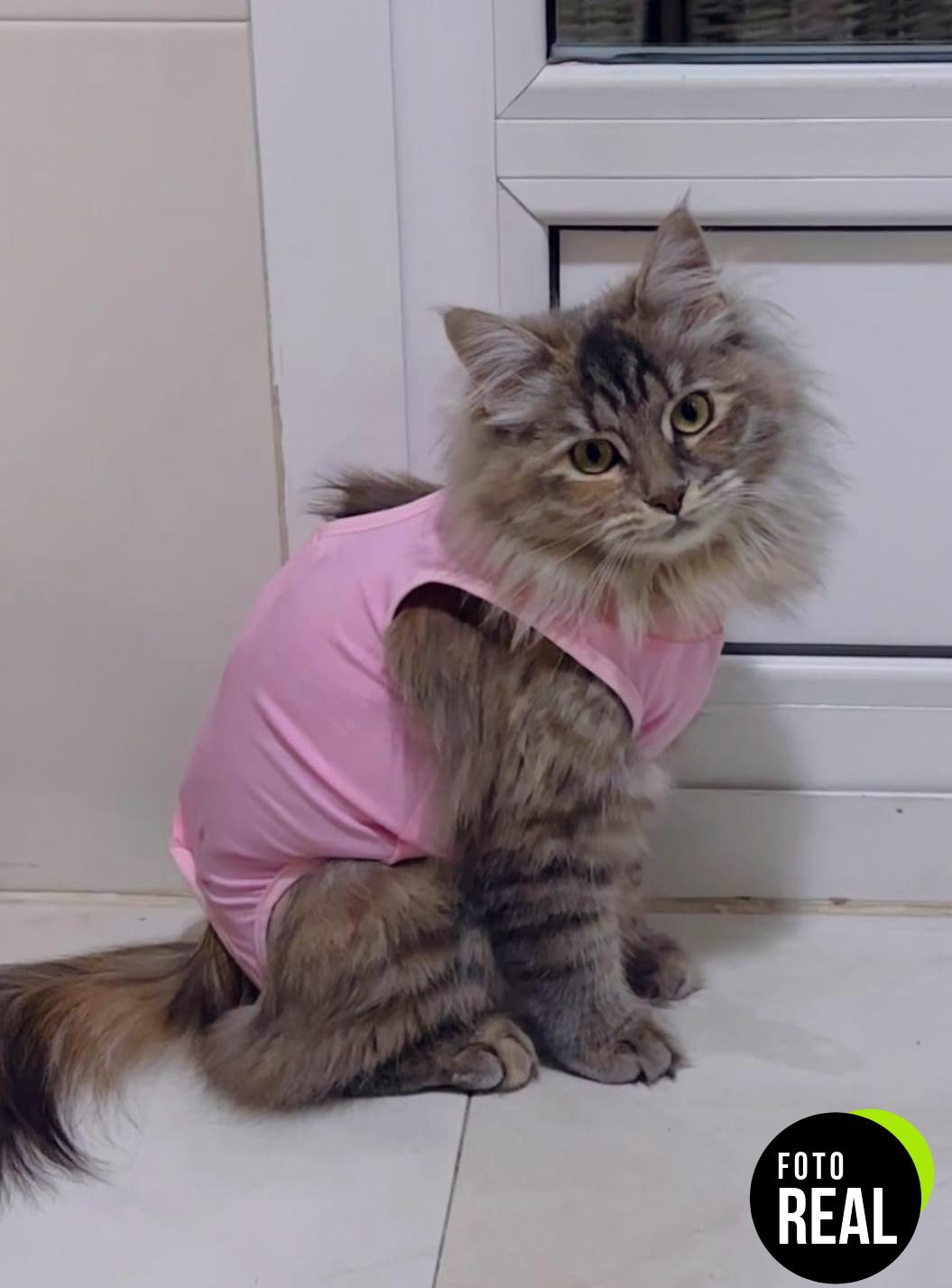 nuevo-traje-gato-recuperacion-newaner-rosa-l-foto-3