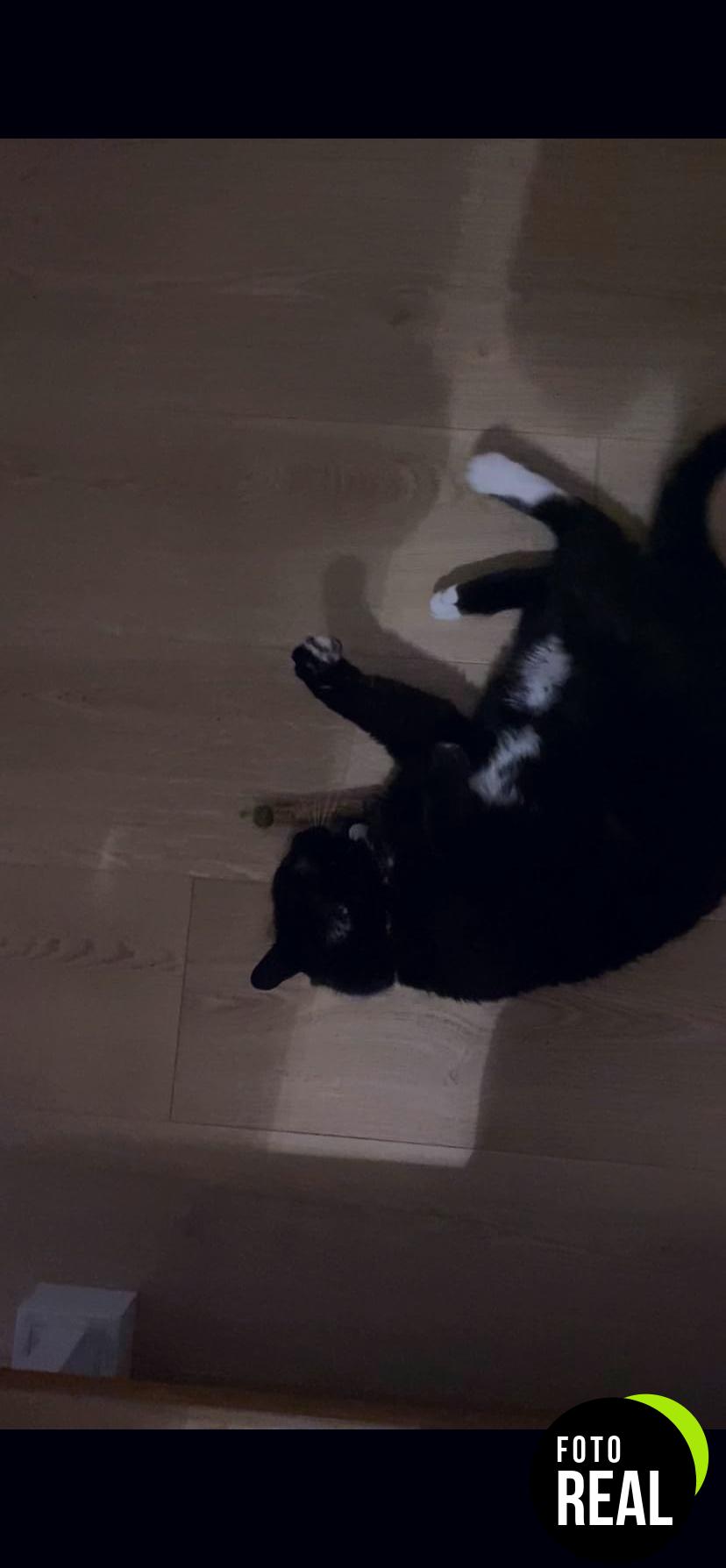 osdue-palitos-catnip-21-piezas-foto-3