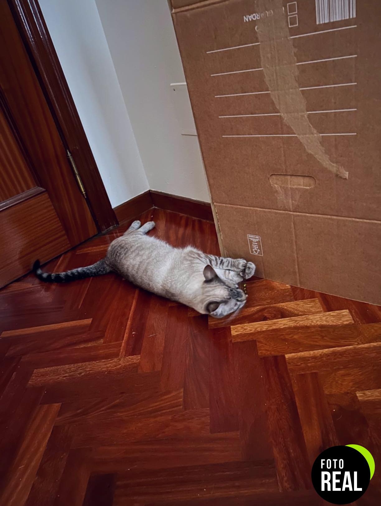 osdue-palitos-gato-100-natural-foto-1