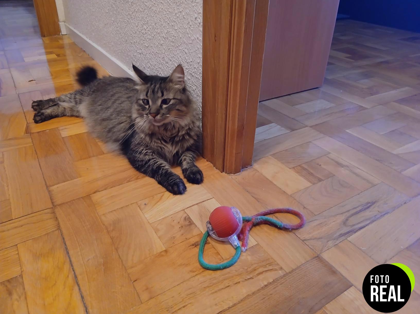 pelota-interactiva-gato-360-roja-foto-3