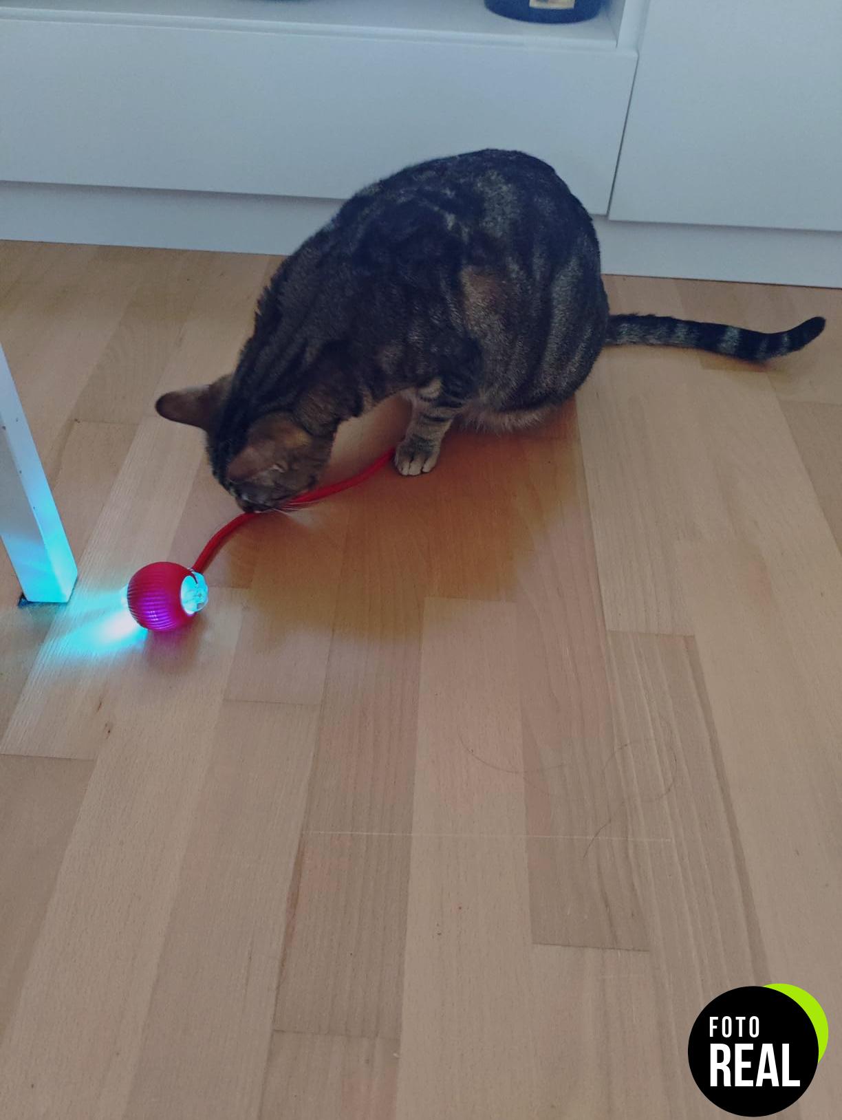 pelota-interactiva-gato-juguete-usb-rojo-foto-1