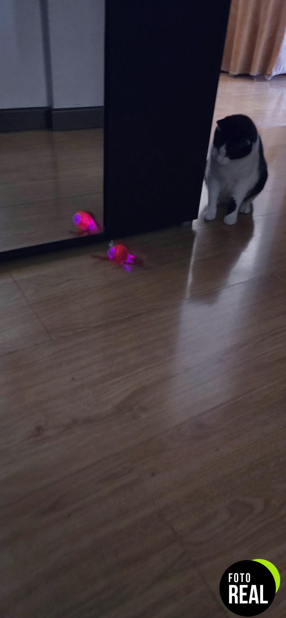 pelota-interactiva-gato-juguete-usb-rojo-foto-2