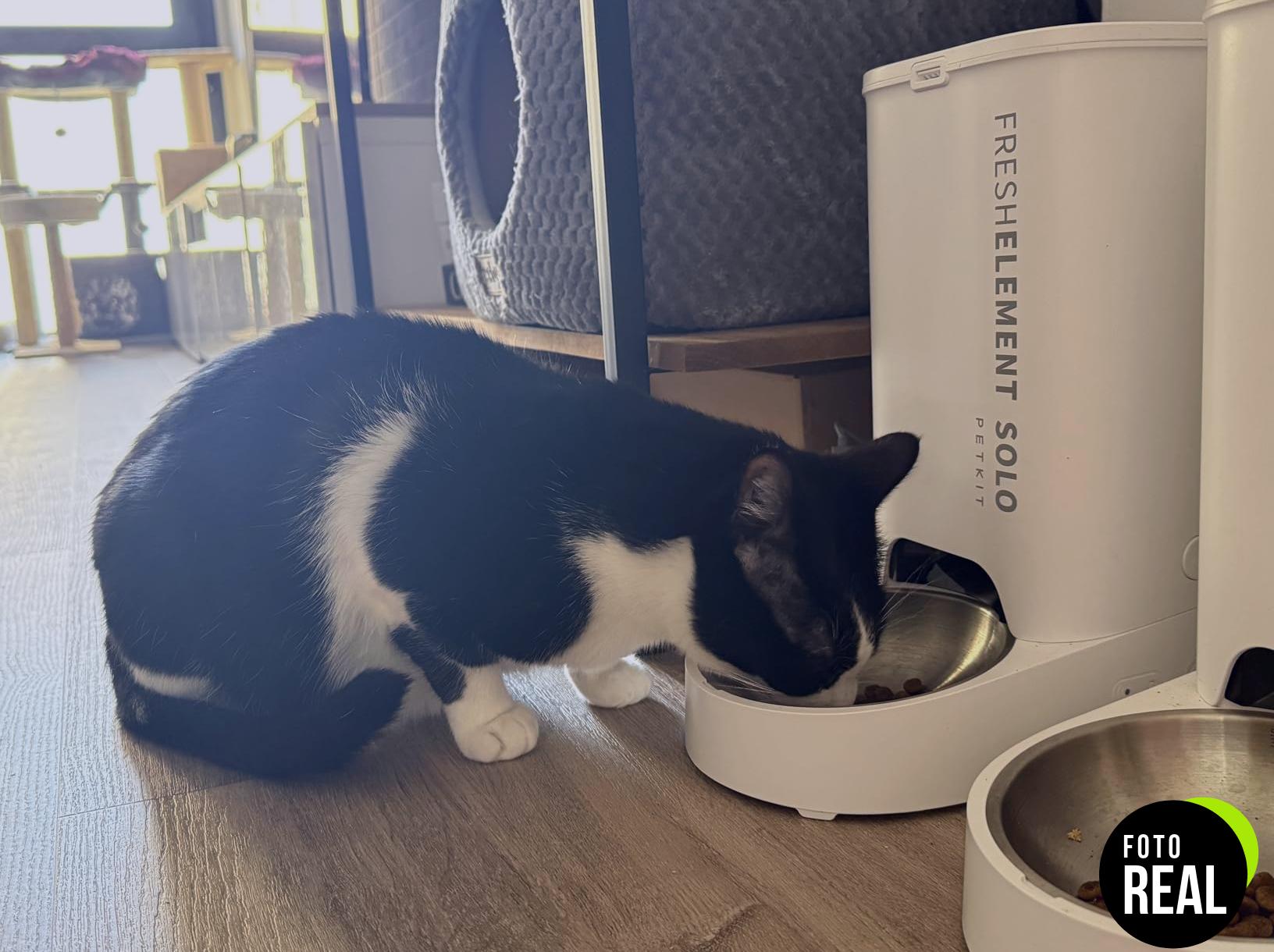 petkit-comedero-gato-automatico-3l-blanco-foto-1