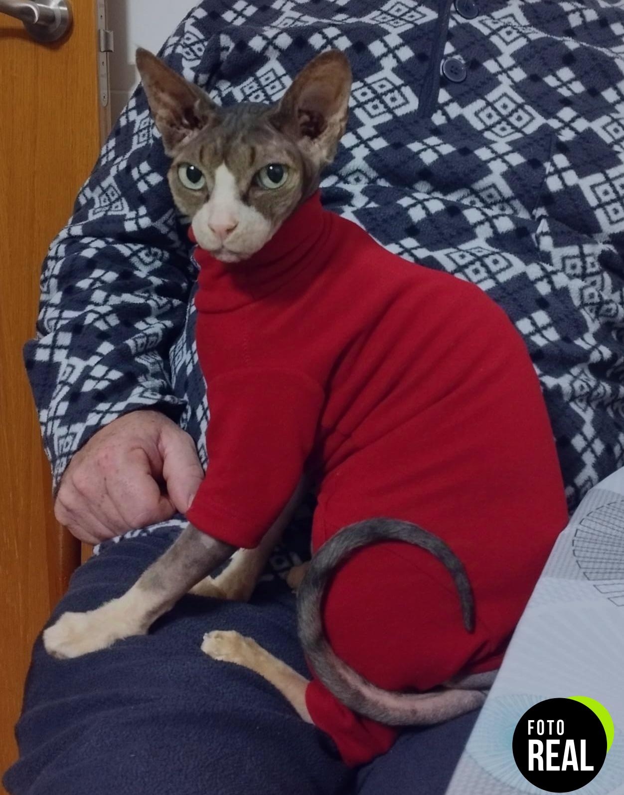 pumyporeity-sueter-invierno-gatos-esfinge-xl-foto-3