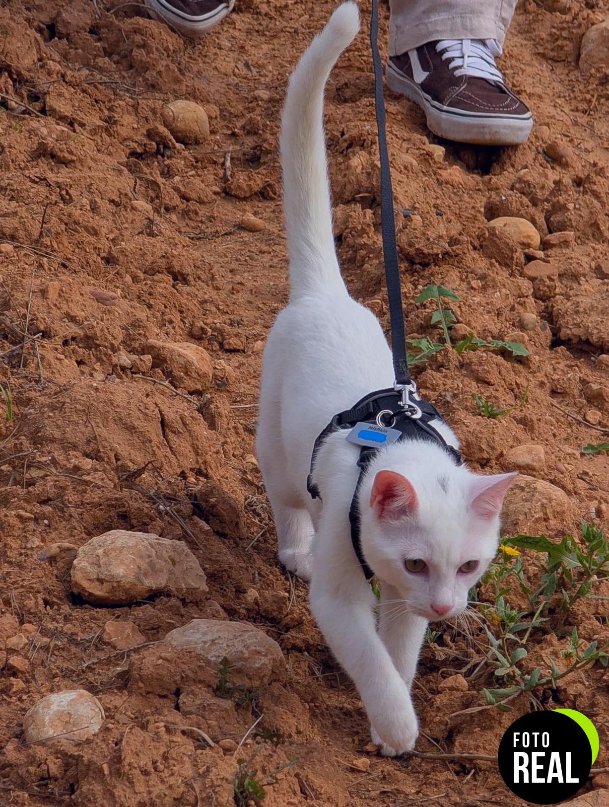 rabbitgoo-arnes-gato-antiescape-xs-negro-foto-1