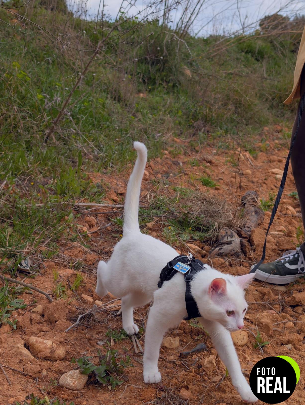 rabbitgoo-arnes-gato-antiescape-xs-negro-foto-2