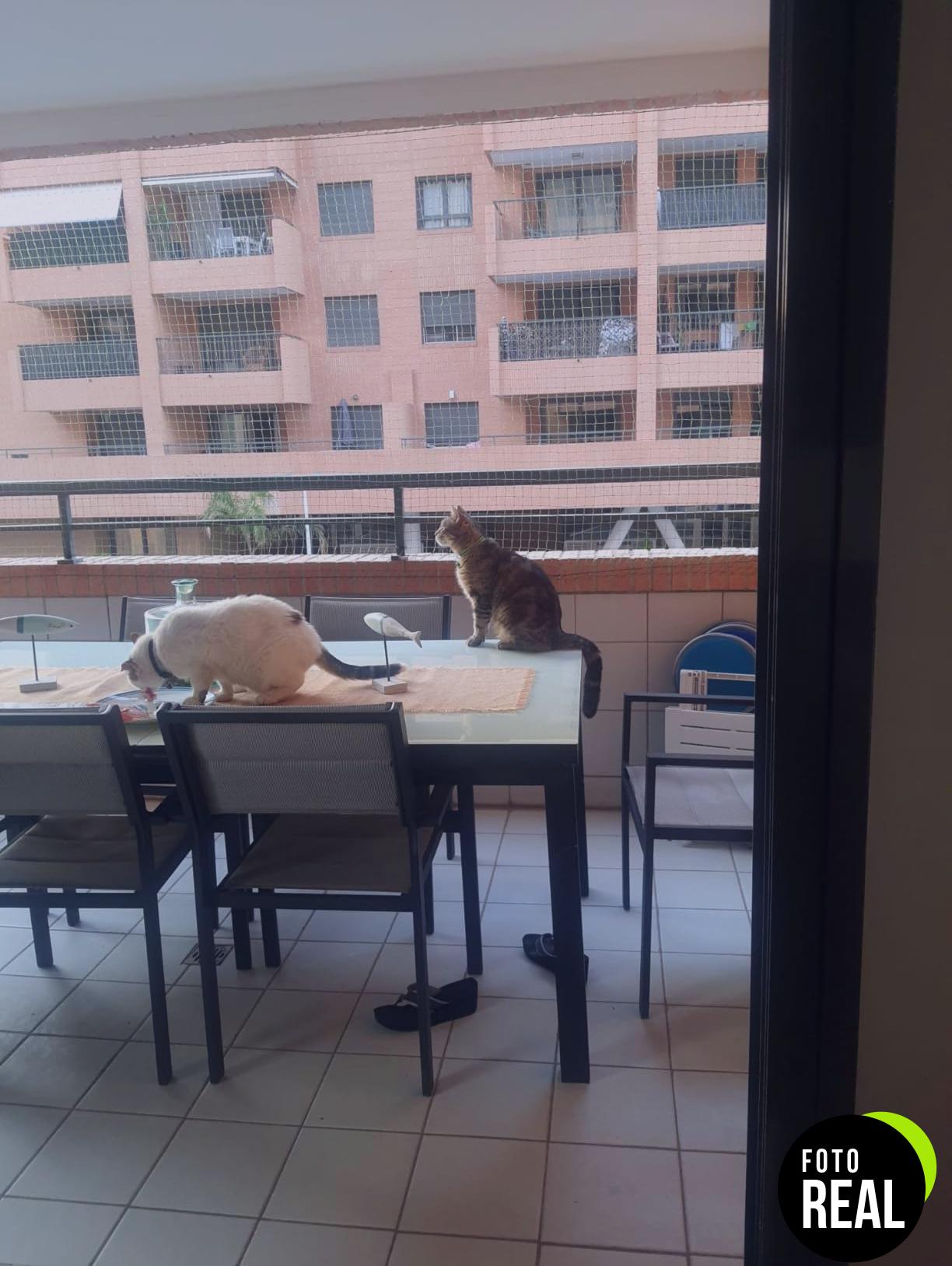 red-gatos-seguridad-grande-negra-8x3m-foto-1