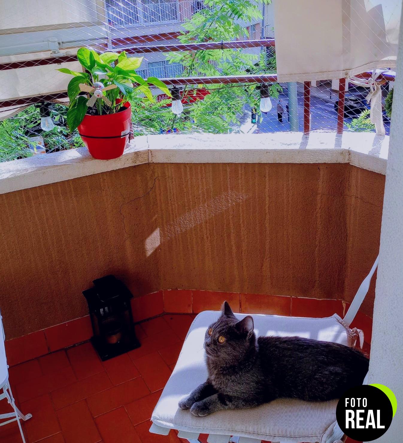 red-gatos-terraza-8x3m-transparente-foto-1