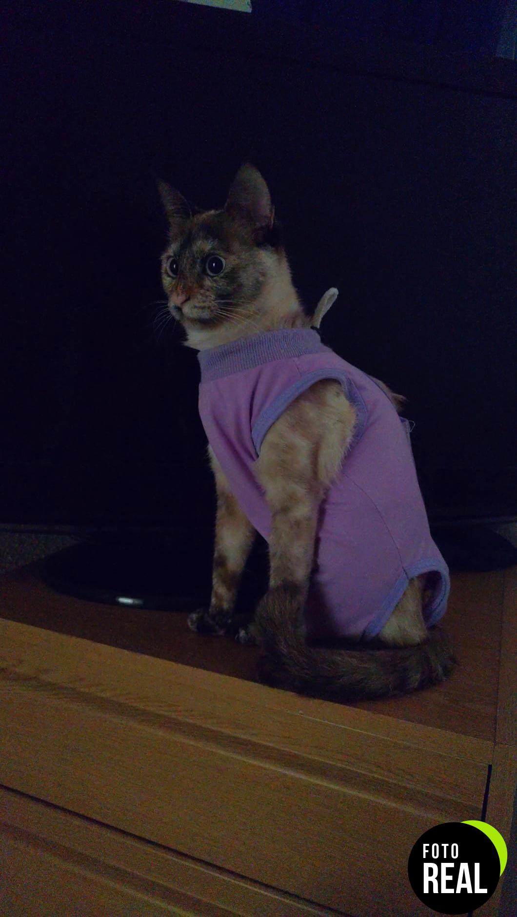 ropa-esterilizacion-gatos-femeninos-purpura-talla-m-foto-2