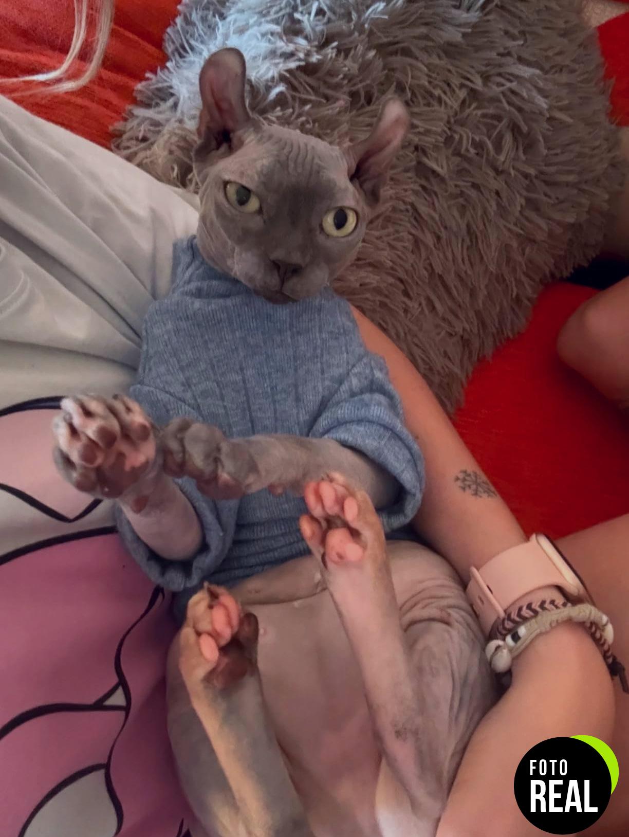 ropa-gato-sphynx-invierno-chaleco-foto-2