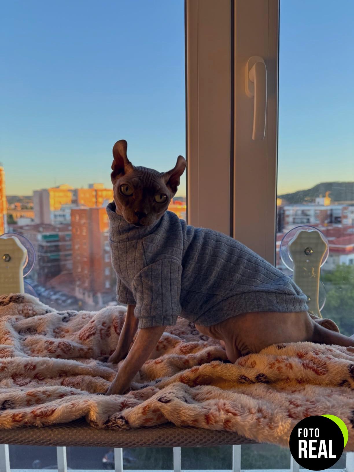 ropa-gato-sphynx-invierno-chaleco-foto-3