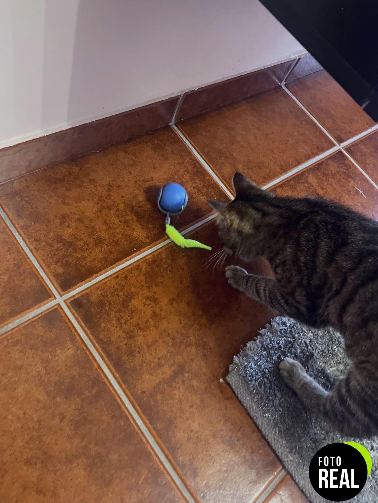 speedy-tail-pelota-gato-juguete-2-foto-2