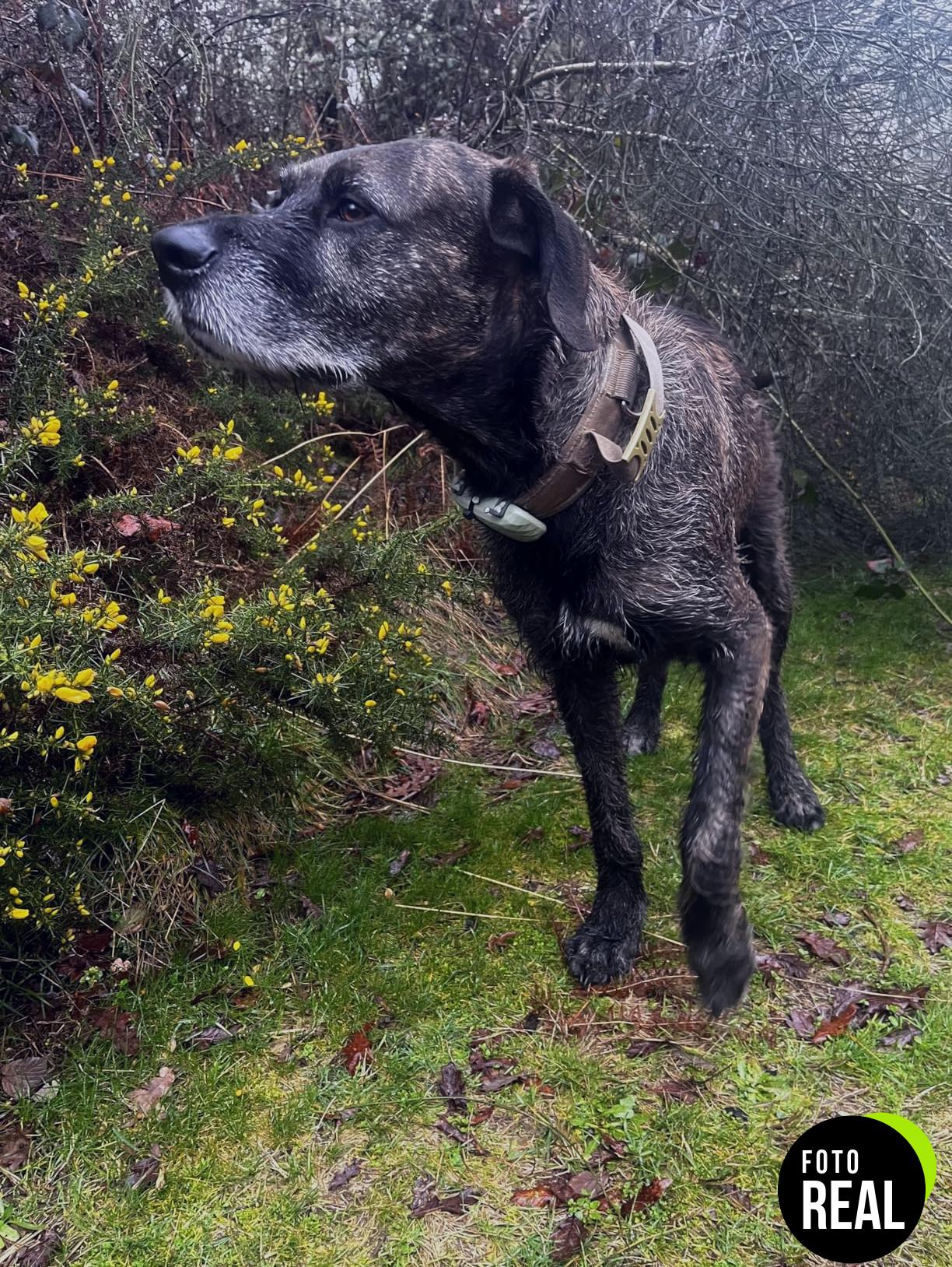 tractive-gps-perros-xl-monitor-foto-1