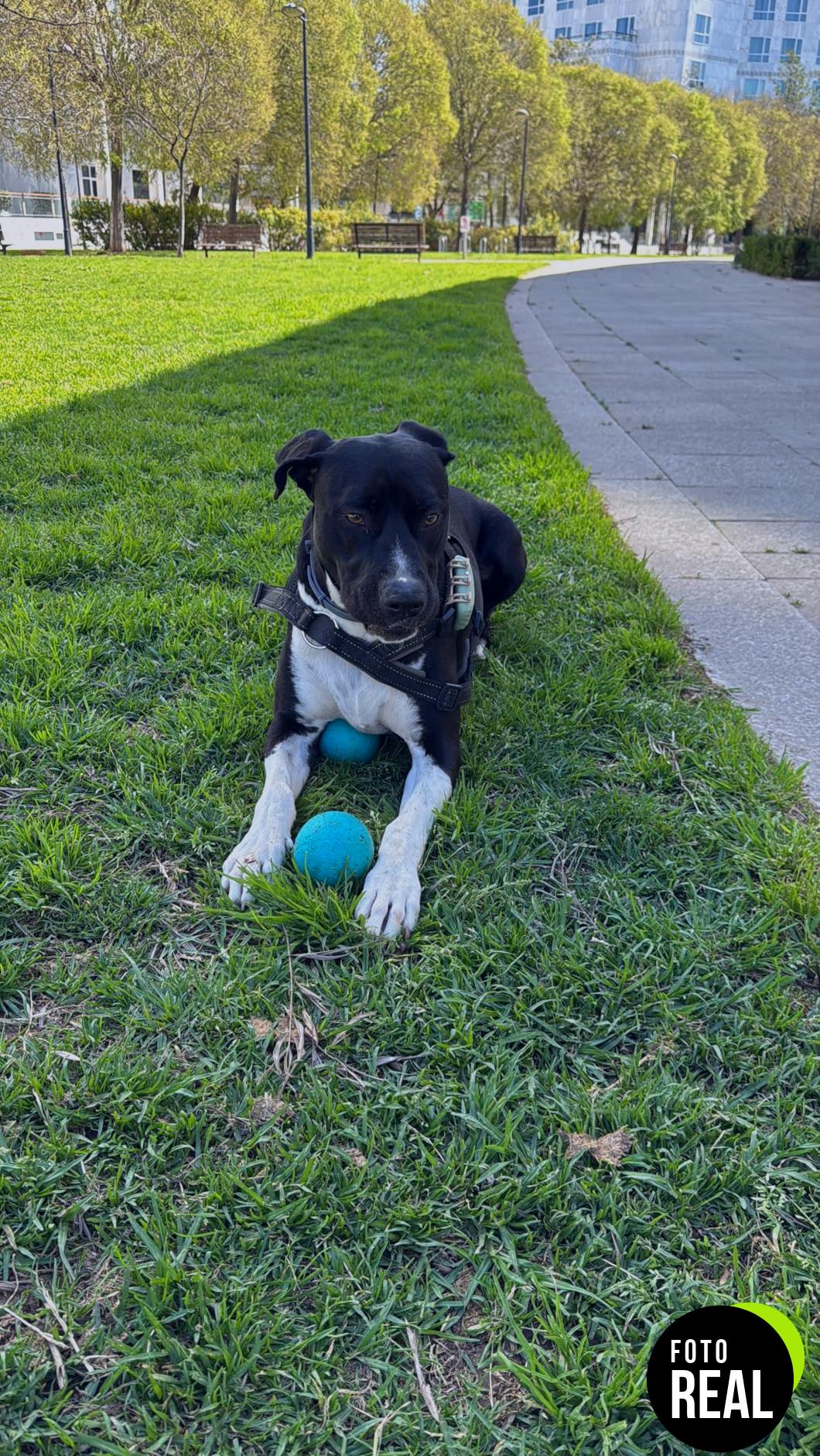 tractive-gps-perros-xl-monitor-foto-3