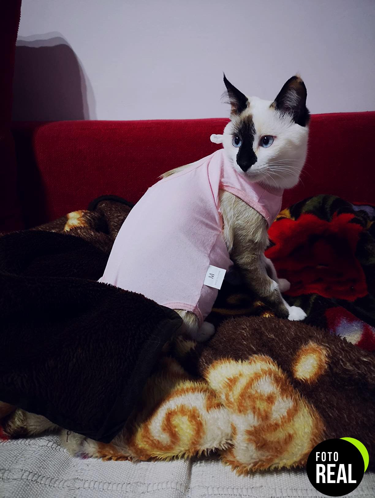traje-recuperacion-gatos-mono-post-cirugia-foto-3
