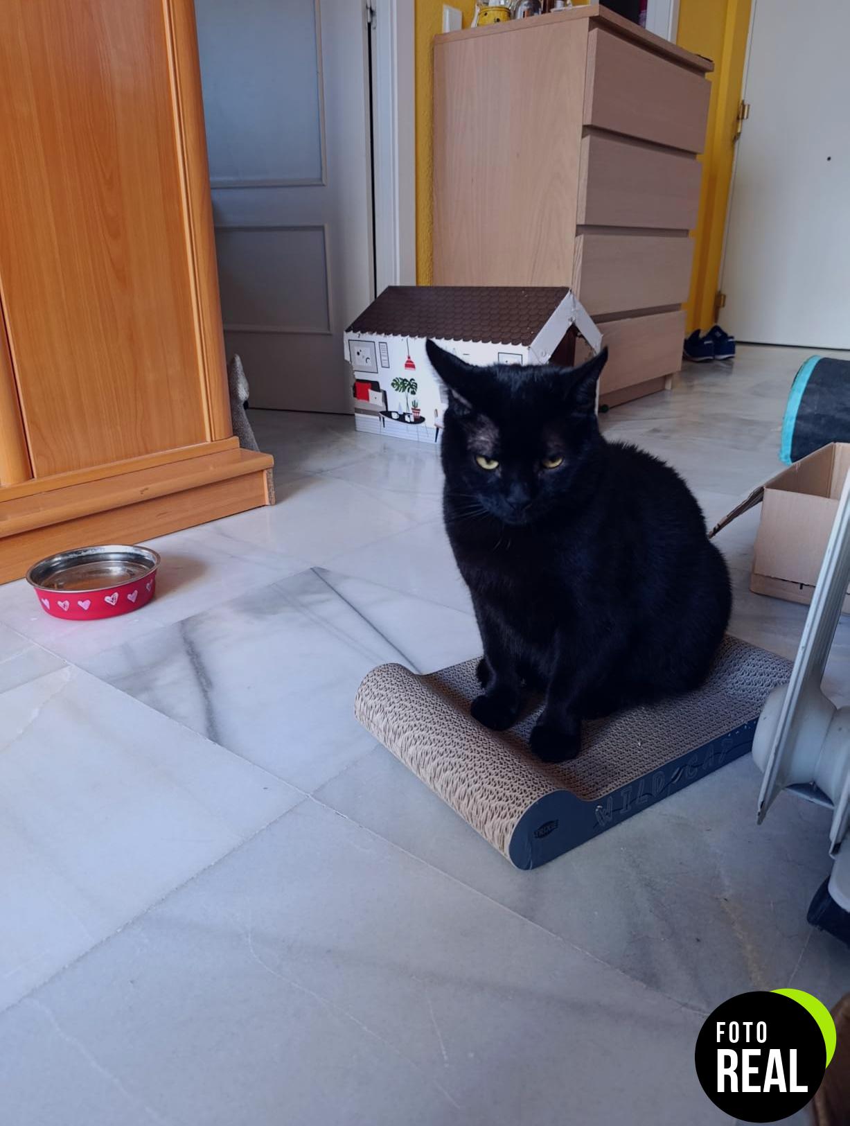 trixie-aranazos-gato-carton-surtidos-foto-1