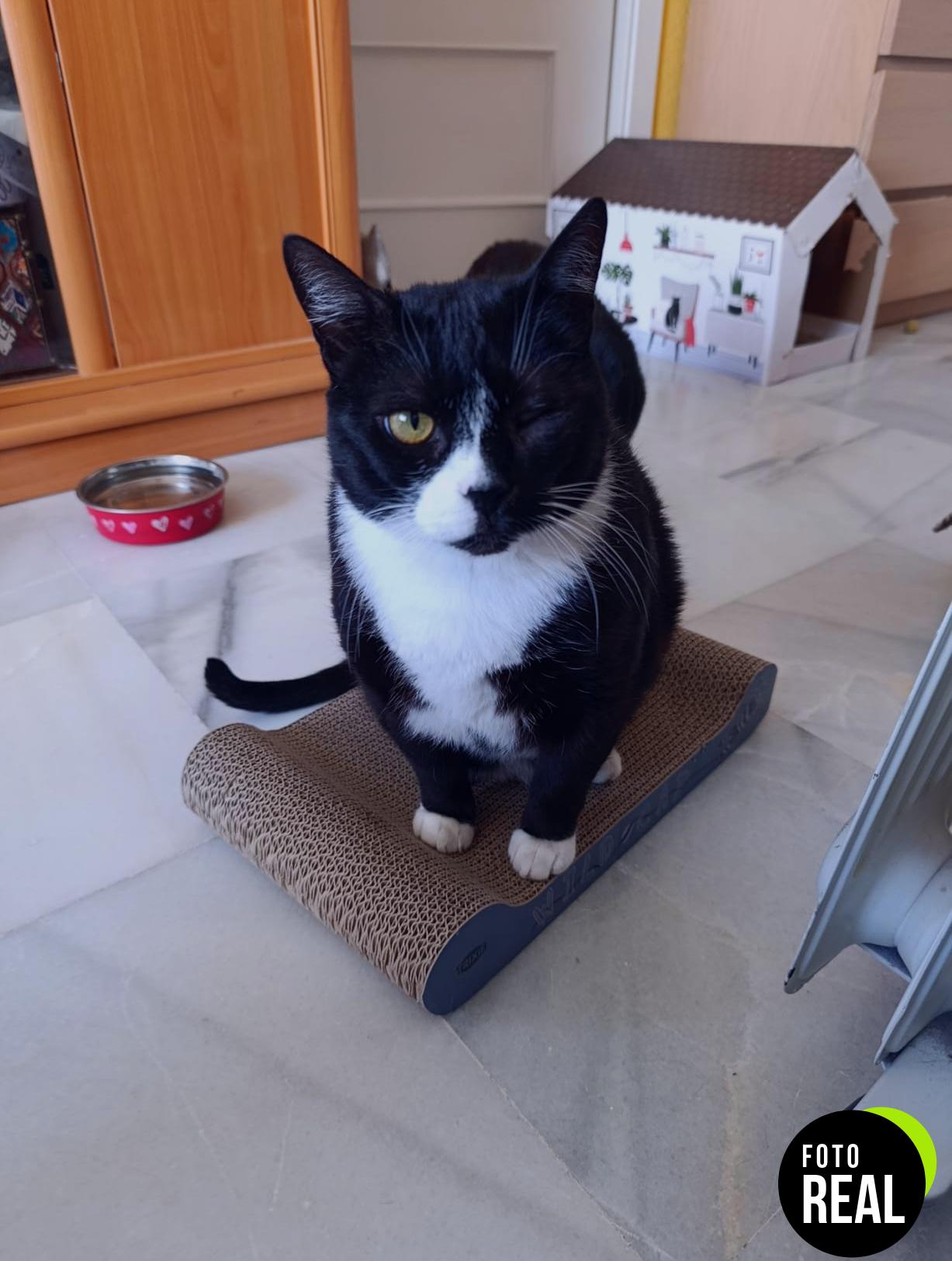 trixie-aranazos-gato-carton-surtidos-foto-2